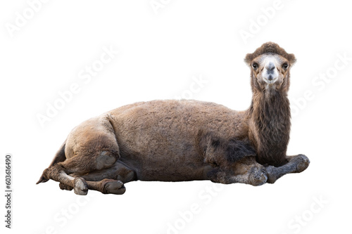 lying camel isolated on white background