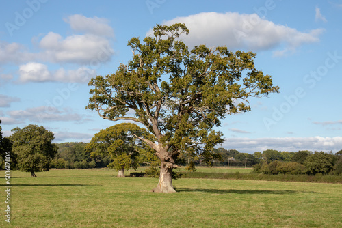 Old oak tree in a meadow.