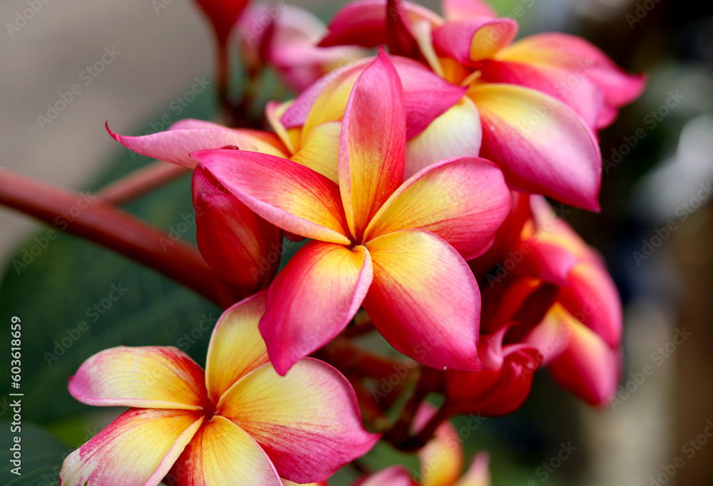 Beautiful Frangipani Flower - pink and yellow colorful close up frangipani flower Beautiful Frangipani Flower - pink and yellow colorful close up frangipani flower