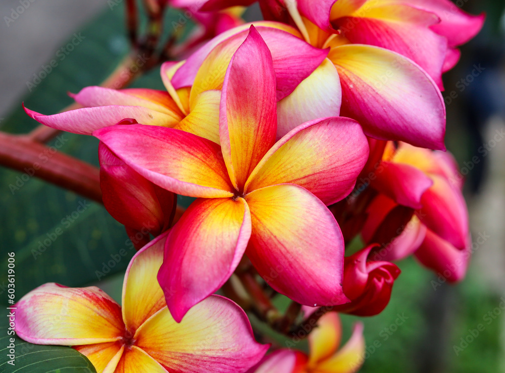 Beautiful Frangipani Flower - pink and yellow colorful close up frangipani flower