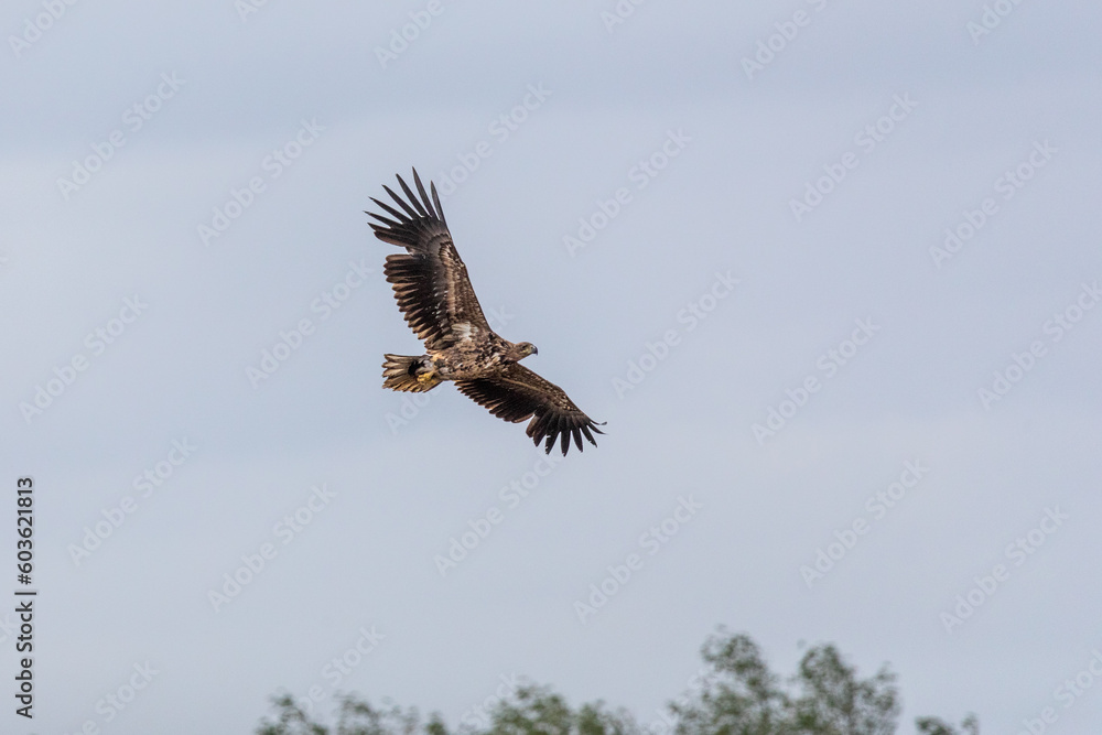 Obraz premium Seeadler im Flug.