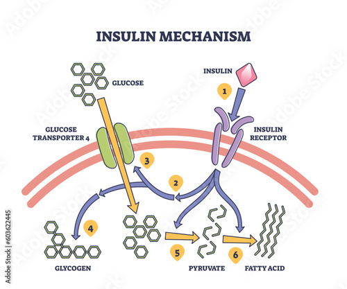 Insulin mechanism explanation with medical process steps outline diagram. Labeled educational scheme with receptor, glycogen, pyruvate and fatty acid anatomical stages for energy vector illustration.