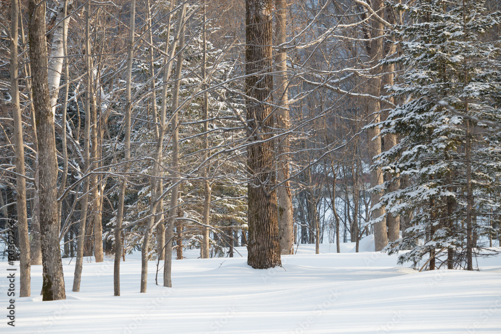 Morning sunlight on trees in winter forest Morning sunlight on trees in winter forest