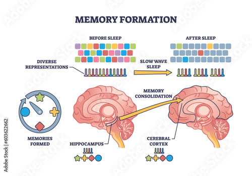 Memory formation and effective processing after night sleep outline diagram. Labeled educational scheme with anatomical process for hippocampus consolidation for cerebral cortex vector illustration. photo
