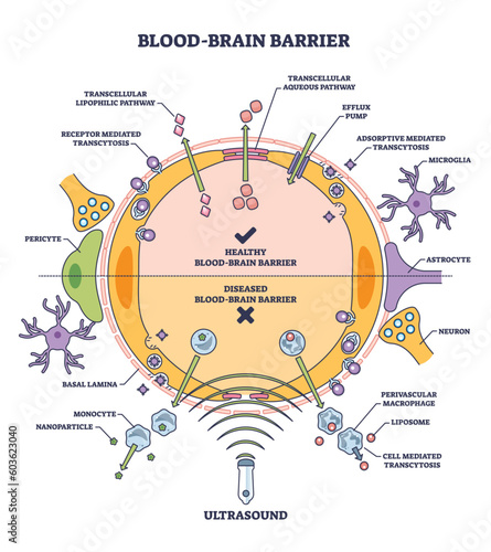 Blood brain barrier or BBB as immunological feature of CNS outline diagram. Labeled educational medical scheme with healthy BBB and diseased comparison vector illustration. Body protection system. photo