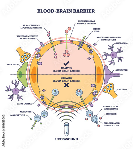 Blood brain barrier or BBB as immunological feature of CNS outline diagram. Labeled educational medical scheme with healthy BBB and diseased comparison vector illustration. Body protection system.