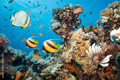 Fototapeta Naklejka Na Ścianę i Meble -  Coral Reef with Tropical Fishes, Red Sea, Egypt