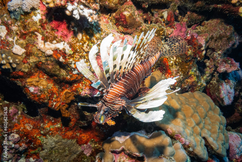 Devil Firefish / Common Lionfish (Pterois Miles), Red Sea, Egypt