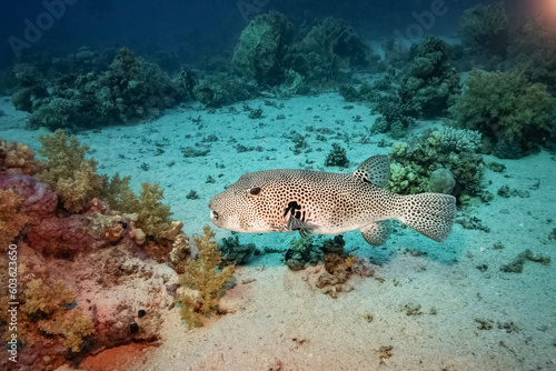 Pufferfish (Arothron Stellatus), Red Sea, Egypt © t_o_m_o