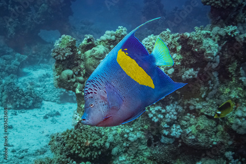 Yellowbar Angelfish  Pomacanthus Maculosus  Red Sea  Egypt