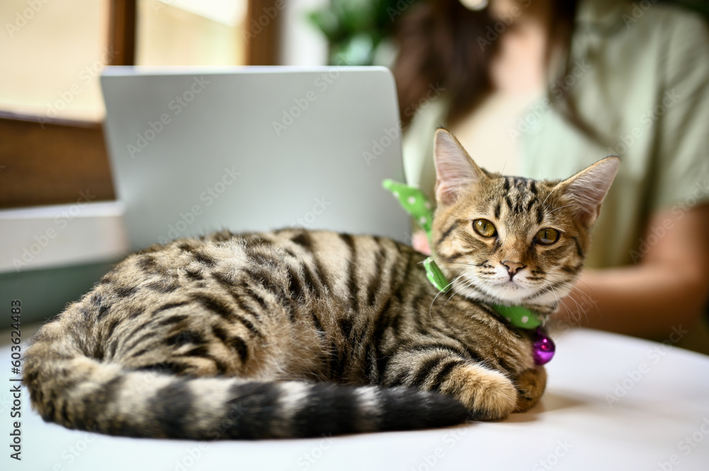 An adorable tabby cat on a table while her owner is working on a laptop