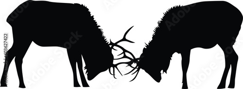 sparring elks vector