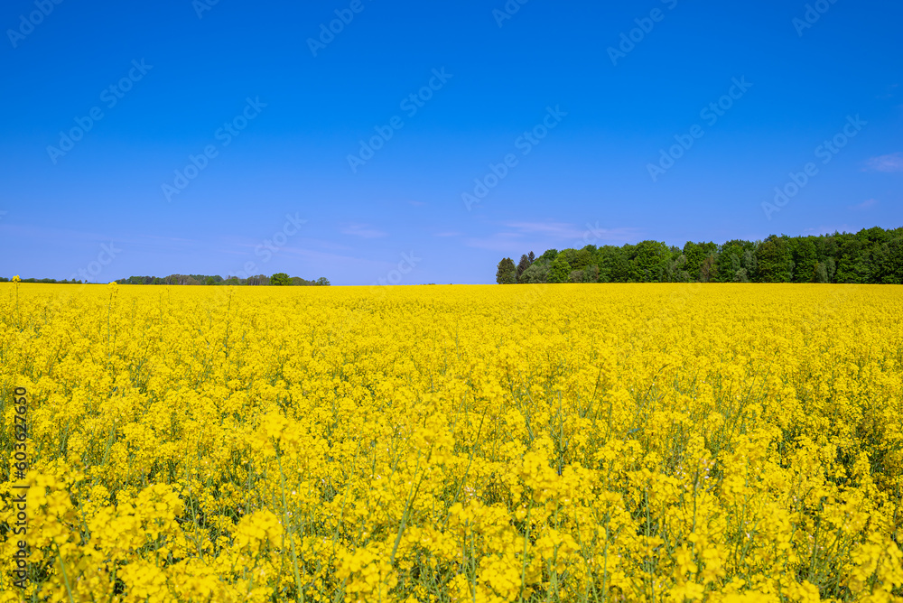 Yellow blossom of a rapeseed field in bloom in the northern Germany in springtime 
