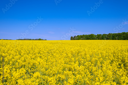 Yellow blossom of a rapeseed field in bloom in the northern Germany in springtime 