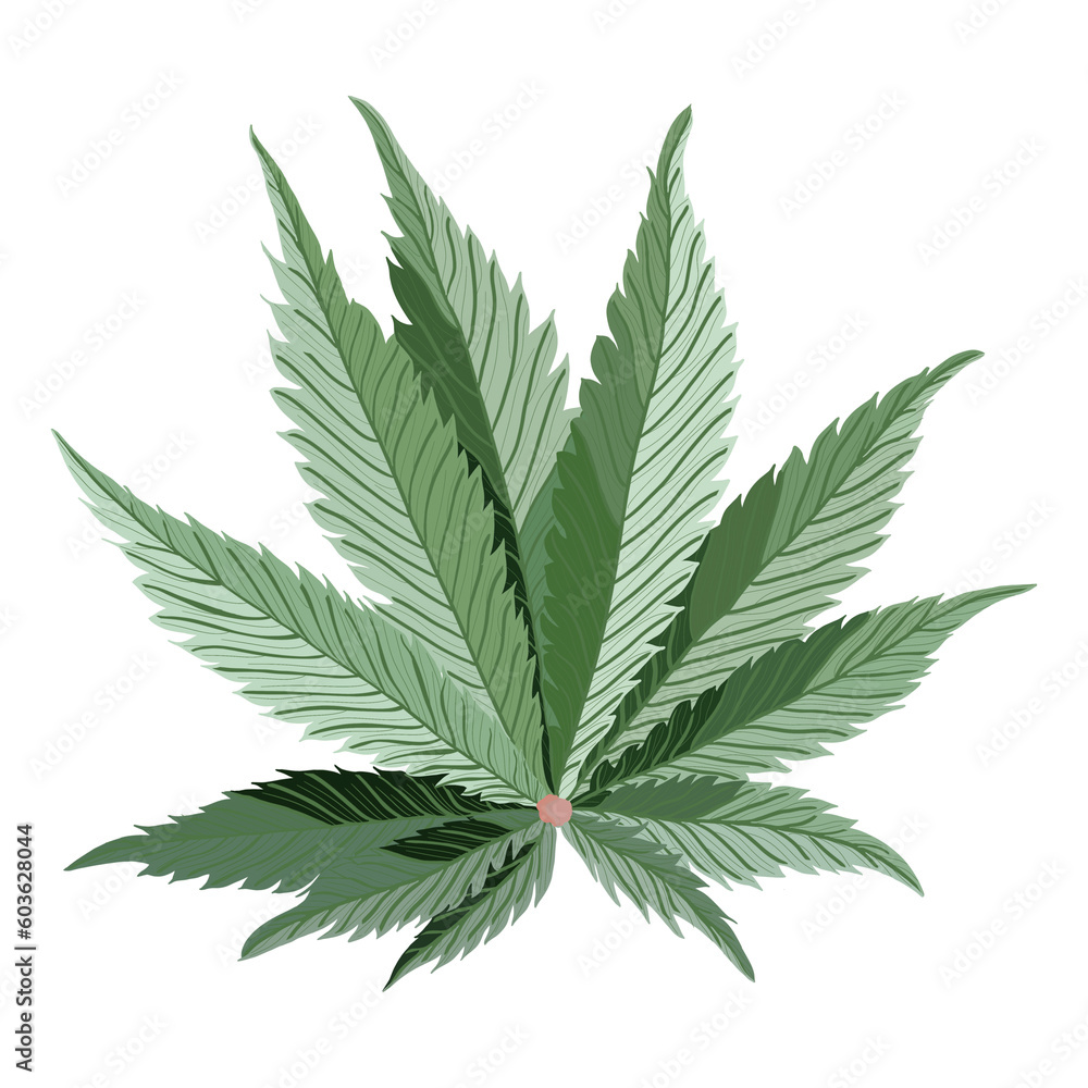 Cannabis Marijuana Leaf on White Background Vector Illustration Cannabis Marijuana Leaf on White Background Vector Illustration