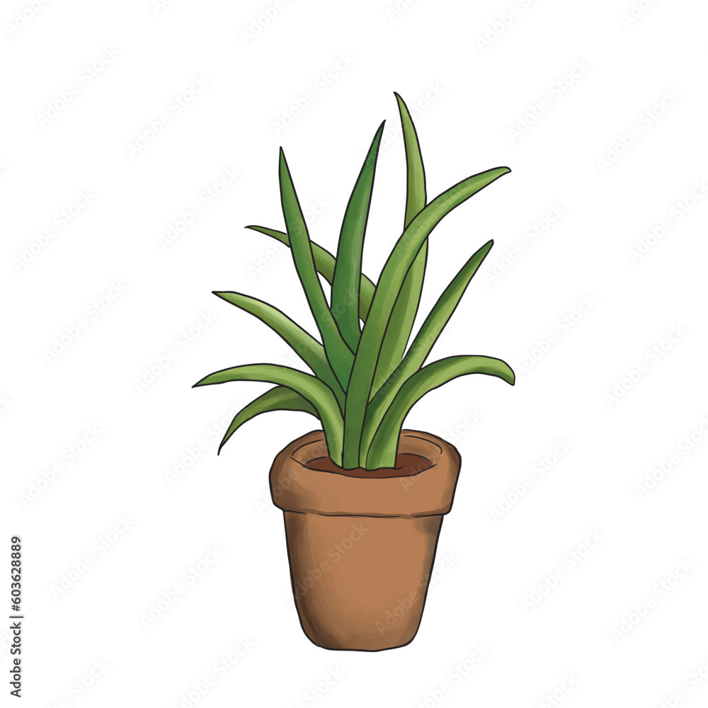 illustration of aloe vera plant on a white background illustration of aloe vera plant on a white background