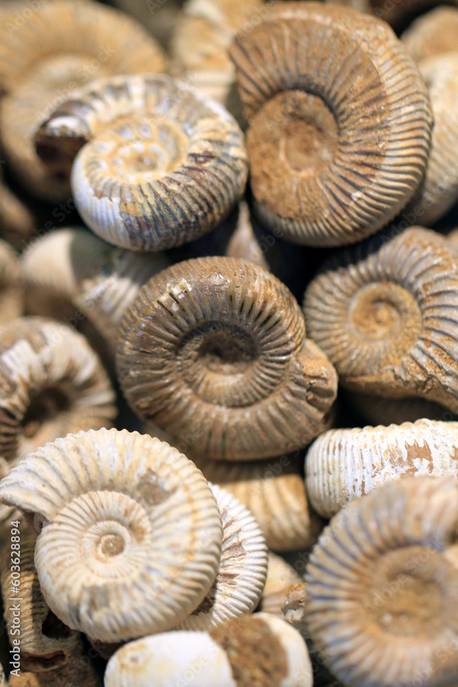 ammonite fossil texture ammonite fossil texture