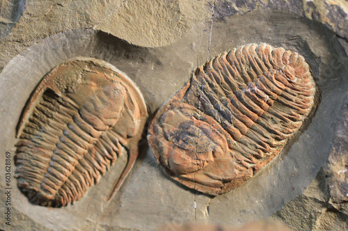 trilobite fossil texture