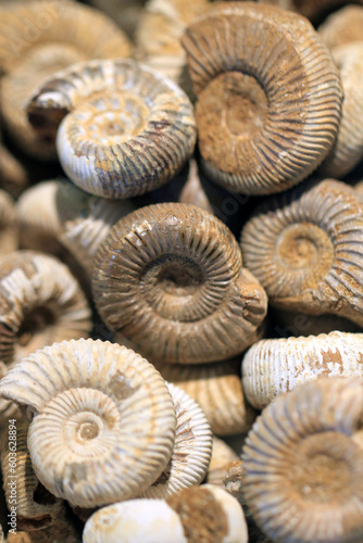 ammonite fossil texture © jonnysek