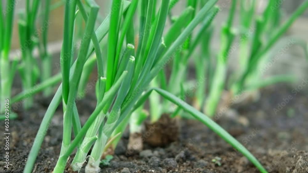 Chive plantation with copy space for text. Green Onions plant growing in a fertile soil in a field in rows. Home-grown aromatic herbs growth on a kitchen garden. Close-up. Harvest season. Bulb plant. Chive plantation with copy space for text. Green Onions plant growing in a fertile soil in a field in rows. Home-grown aromatic herbs growth on a kitchen garden. Close-up. Harvest season. Bulb plant.