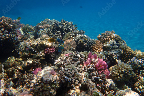coral reef from the Red sea © jonnysek