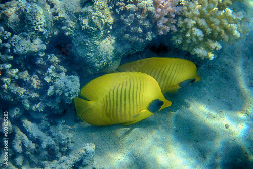 Chaetodon semilarvatus red sea Fish © jonnysek