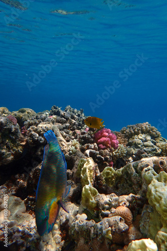 coral reef from the Red sea