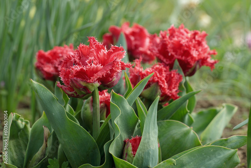 Fototapeta Naklejka Na Ścianę i Meble -  Red fringed tulips with double blossoms.