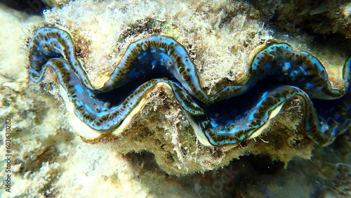 Bivalve mollusc maxima clam or small giant clam (Tridacna maxima) undersea, Red Sea, Egypt, Sharm El Sheikh, Nabq Bay 