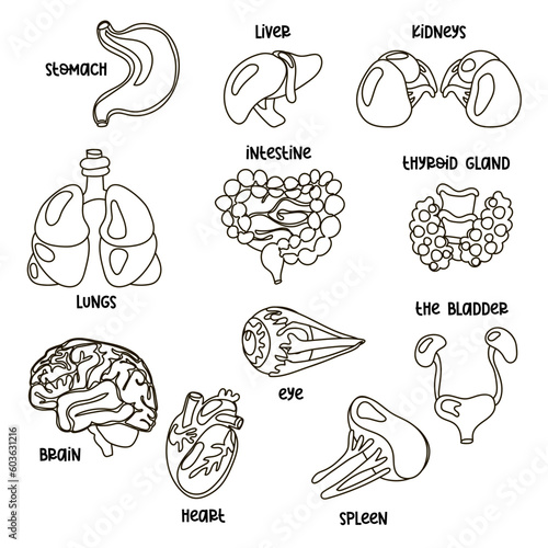 A set of contour vector illustrations of human internal organs. Suitable for printing, Internet and presentations. Simple illustrations of organs in a linear style. Cartoon, for coloring, tutorial