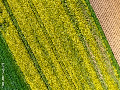 Aerial view landscape. View of rapeseed fields in the countryside. Photo from a drone. Nature and ecology.