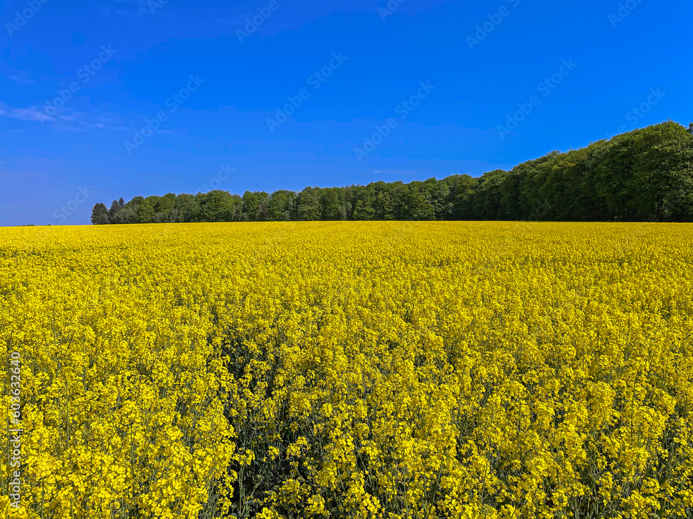 Yellow blossom of a rapeseed field in bloom in the northern Germany in springtime
Yellow blossom of a rapeseed field in bloom in the northern Germany in springtime