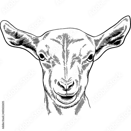 Hand drawn Baby Goat Head Sketch Illustration