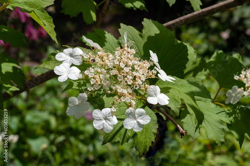 Viburnum inflorescence 