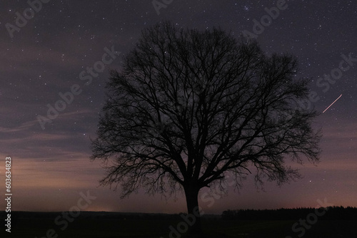 Freistehende Eiche vor Sternenhimmel