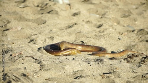 two big snakes on the sand, coiling and biting in a fight. Pseudopus apodus reptilian combat. photo