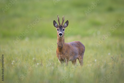 Roebuck - buck (Capreolus capreolus) Roe deer - goat