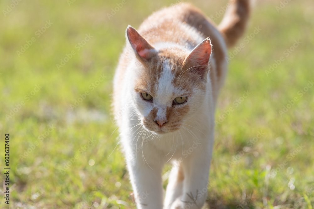 歩く猫　茶トラ白