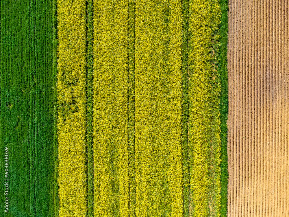 Drone aerial view of yellow flowering rapeseed field. Yellow background of nature. Rural landscape.