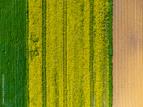 Obraz na płótnie Drone aerial view of yellow flowering rapeseed field. Yellow background of nature. Rural landscape. w salonie