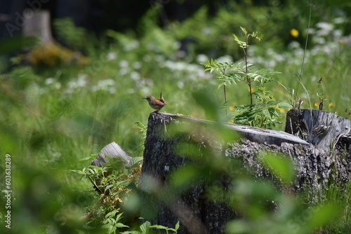 Zaunkönig auf Baumstamm