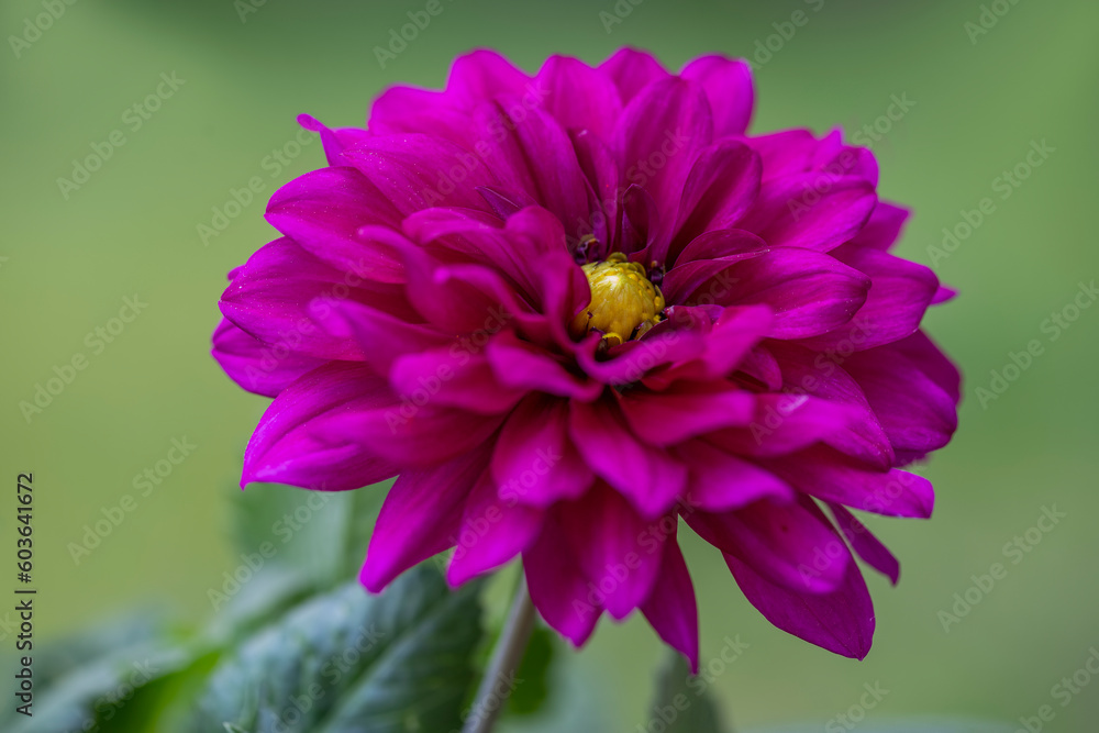 Beautiful looking star flower ; Dahlia Beautiful looking star flower ; Dahlia