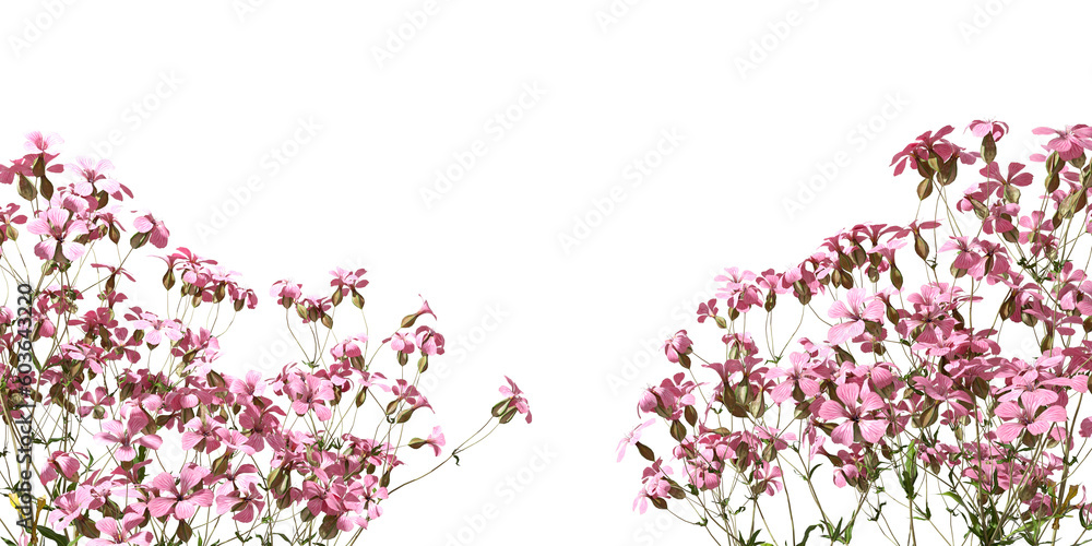 Obraz premium Isolate blossoming wildflower foreground border layout 3d rendering png