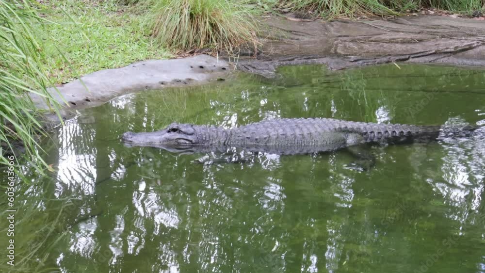 Crocodile Resting in the Water Crocodile Resting in the Water
