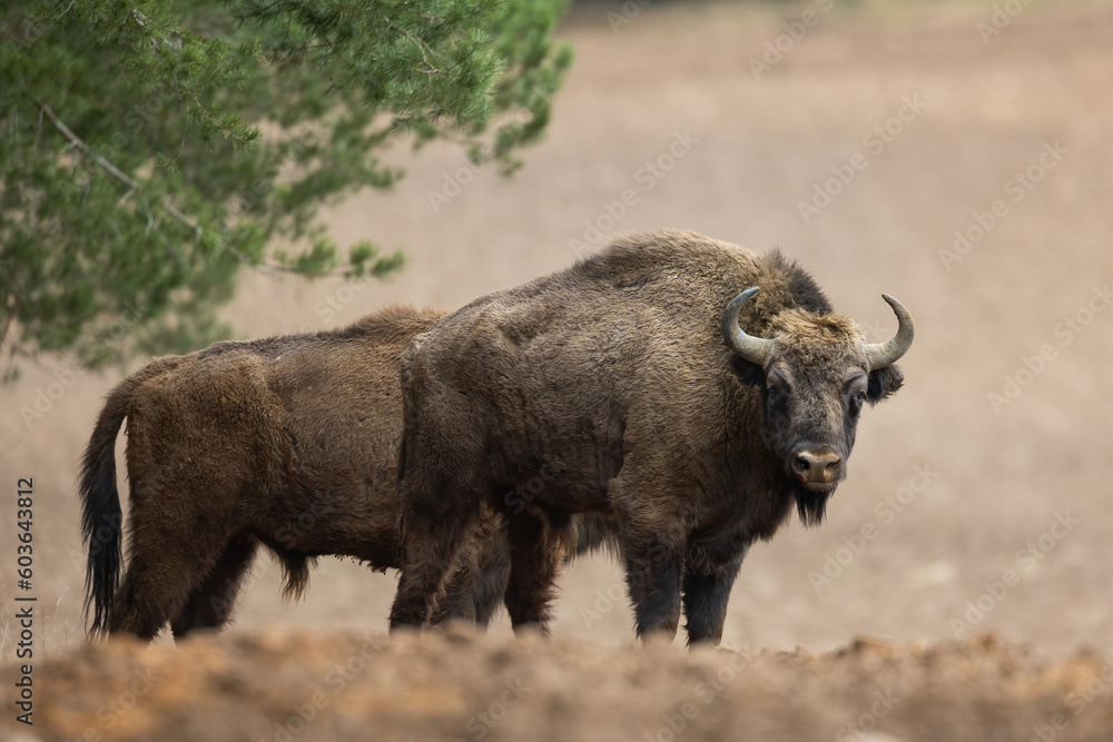 European Bison - Bison bonasus in the Knyszyn Forest (Poland) European Bison - Bison bonasus in the Knyszyn Forest (Poland)