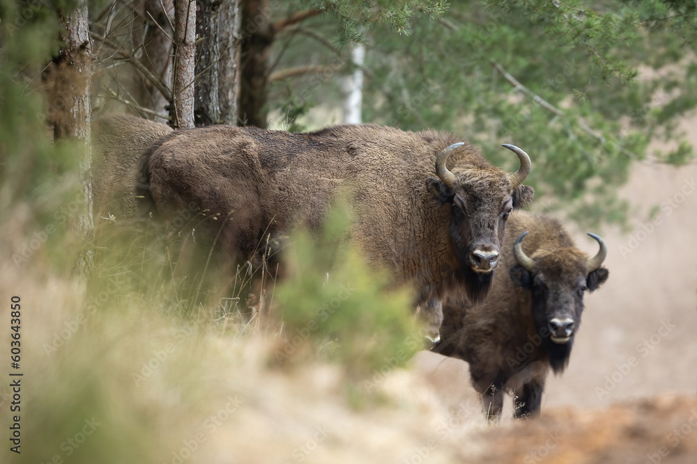 European Bison - Bison bonasus in the Knyszyn Forest (Poland) European Bison - Bison bonasus in the Knyszyn Forest (Poland)