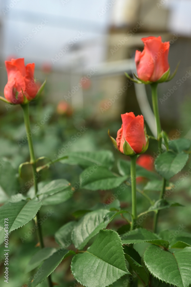 Roses in the greenhouse. red roses