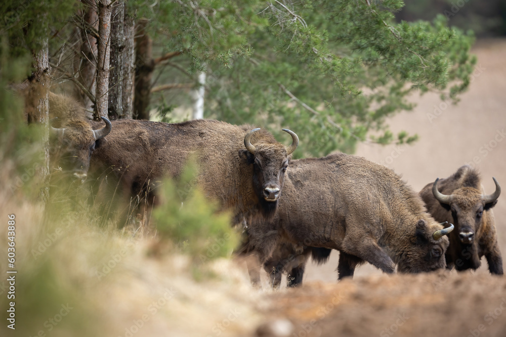 European Bison - Bison bonasus in the Knyszyn Forest (Poland) European Bison - Bison bonasus in the Knyszyn Forest (Poland)