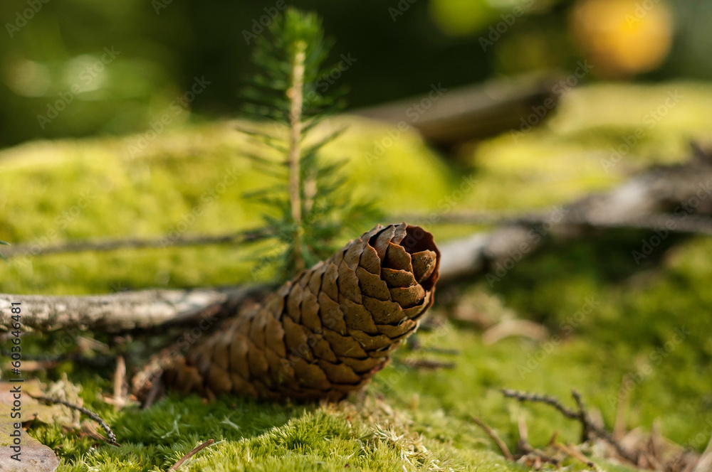 cones in the forest cones in the forest