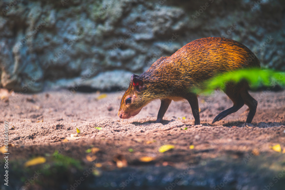 Obraz premium Celle, 19.05.2023 